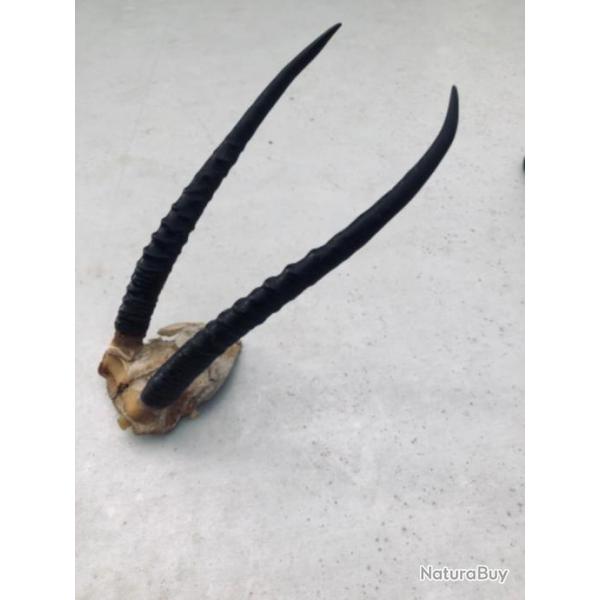 Vends trophe cornes d'antilope hauteur corne 20 cm
