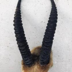 Vends trophée cornes d'antilope hauteur corne 25 cm