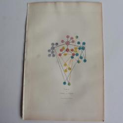 Gravure BUFFON Table de l'Ordre des Chiens XIXe siècle