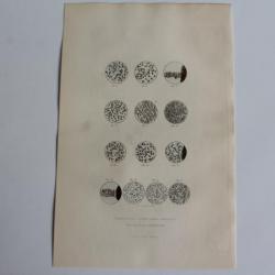 Gravure BUFFON Globules liqueurs séminales XIXe siècle