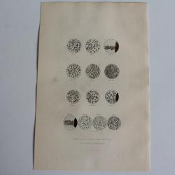 Gravure BUFFON Globules liqueurs séminales XIXe siècle Biologie