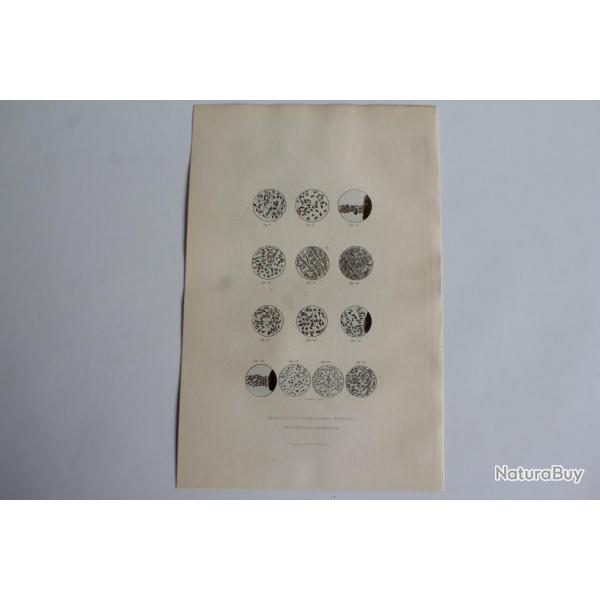 Gravure BUFFON Globules liqueurs sminales XIXe sicle Biologie