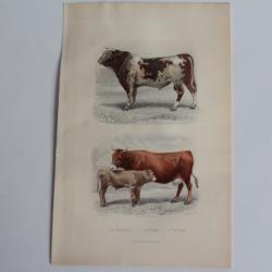 Gravure BUFFON Taureau Vache Veau XIXe siècle