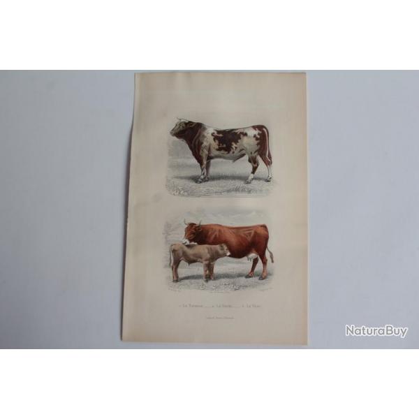 Gravure BUFFON Taureau Vache Veau XIXe sicle