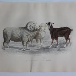 Gravure BUFFON Moutons Mérinos Chèvre XIXe siècle