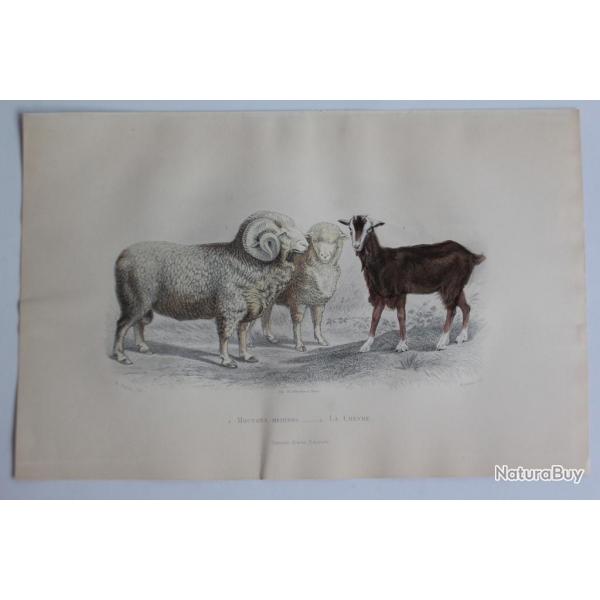 Gravure BUFFON Moutons Mrinos Chvre XIXe sicle