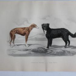 Gravure BUFFON Lévrier de Hongrie Terre-Neuve Chiens XIXe siècle