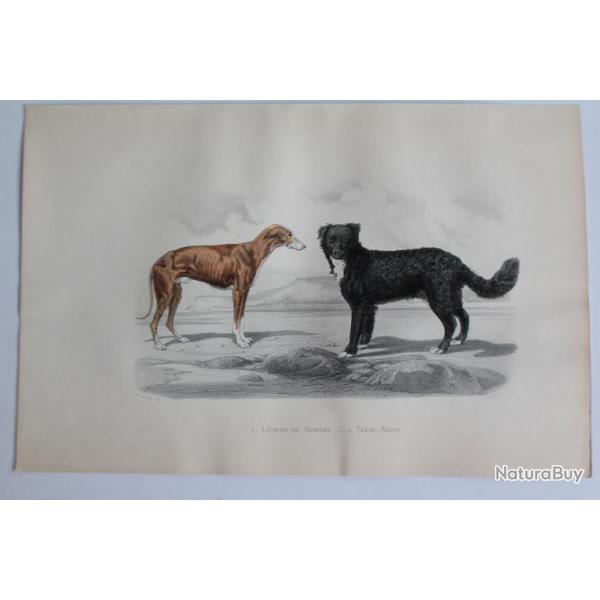 Gravure BUFFON Lvrier de Hongrie Terre-Neuve Chiens XIXe sicle