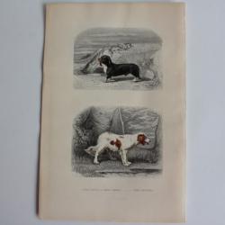 Gravure BUFFON Chien basset Chien épagneul XIXe siècle