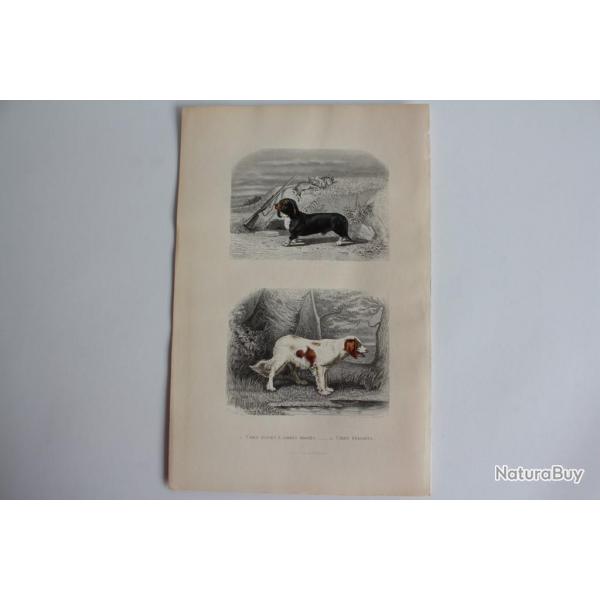 Gravure BUFFON Chien basset Chien pagneul XIXe sicle