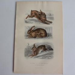 Gravure BUFFON Lièvre Lapin domestique Lapin de Garenne XIXe siècle