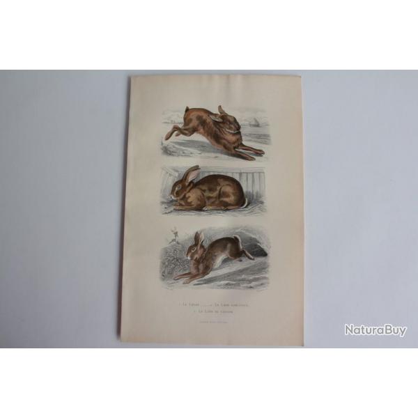 Gravure BUFFON Livre Lapin domestique Lapin de Garenne XIXe sicle