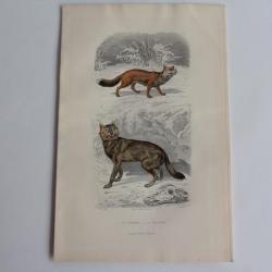 Gravure BUFFON Renard Loup XIXe siècle