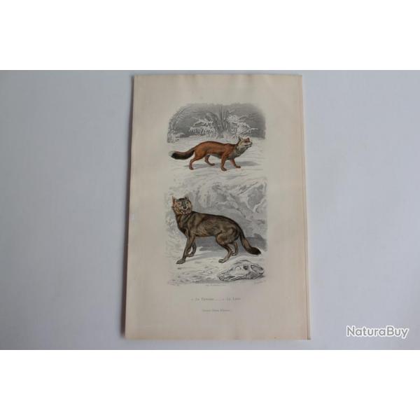 Gravure BUFFON Renard Loup XIXe sicle