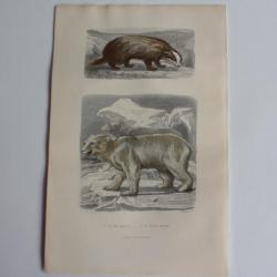 Gravure BUFFON Blaireau Ours blanc XIXe siècle