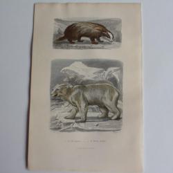 Gravure BUFFON Blaireau Ours blanc XIXe siècle