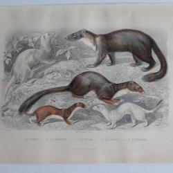 Gravure BUFFON Furet Belette Fouine Marte Hermine XIXe siècle