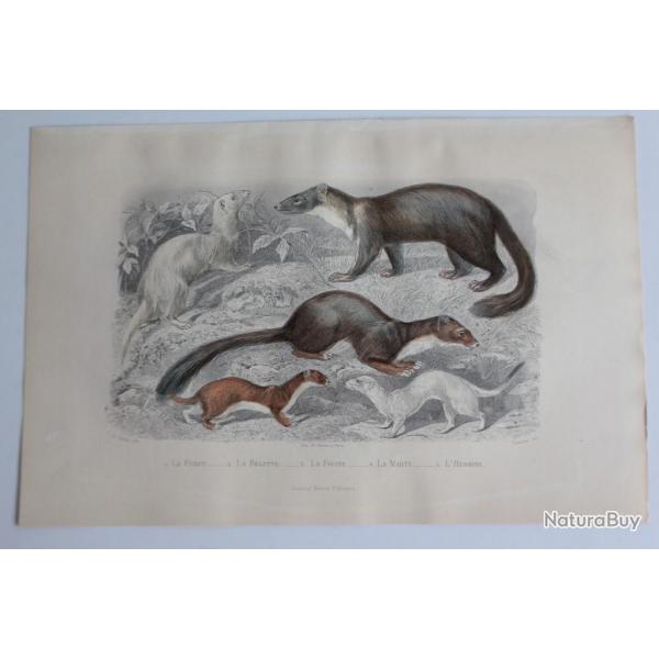 Gravure BUFFON Furet Belette Fouine Marte Hermine XIXe sicle