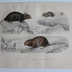 Gravure BUFFON Rat Souris Rat d'eau XIXe siècle