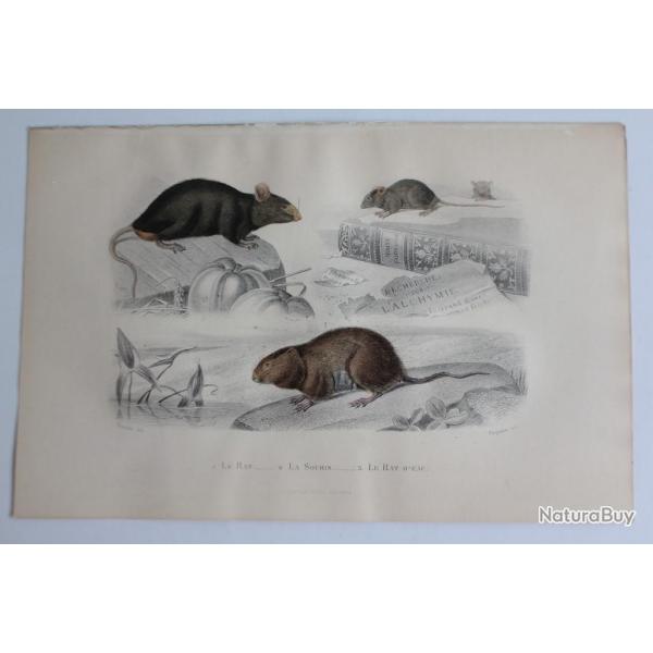 Gravure BUFFON Rat Souris Rat d'eau XIXe sicle