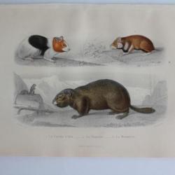 Gravure BUFFON Cochon d'Inde Hamster Marmotte XIXe siècle