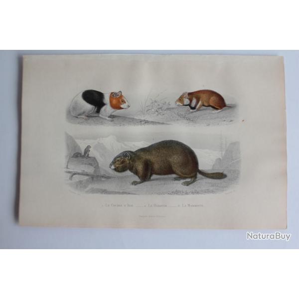Gravure BUFFON Cochon d'Inde Hamster Marmotte XIXe sicle
