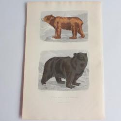 Gravure BUFFON Ours brun Ours noir XIXe siècle