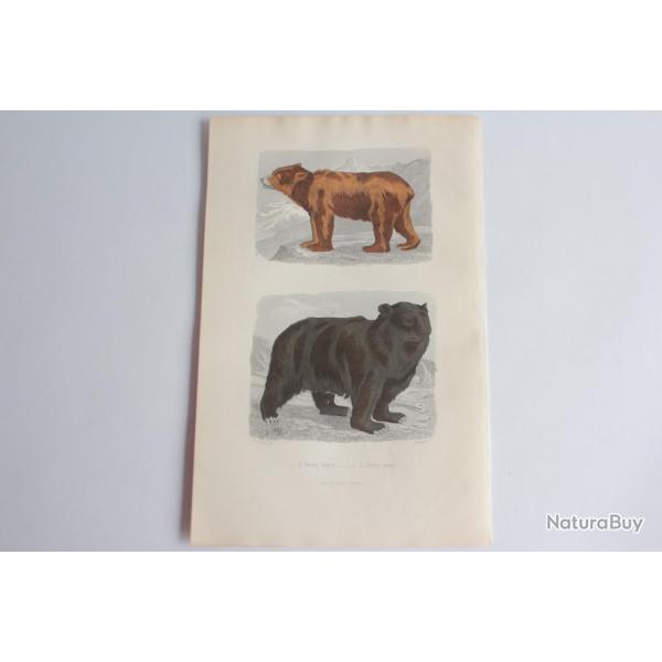 Gravure BUFFON Ours brun Ours noir XIXe sicle