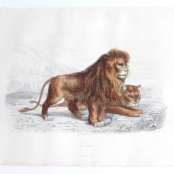 Gravure BUFFON Le Lion XIXe siècle
