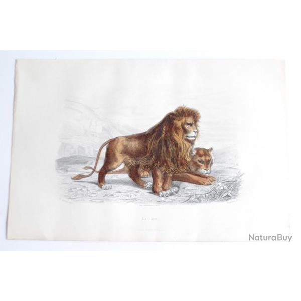Gravure BUFFON Le Lion XIXe sicle