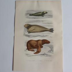 Gravure BUFFON Phoque Morse Lion Marin XIXe siècle