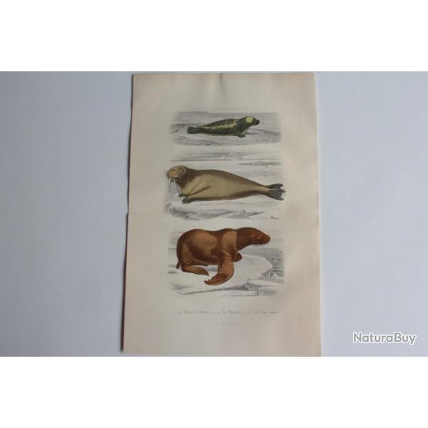 Gravure BUFFON Phoque Morse Lion Marin XIXe sicle
