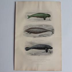 Gravure BUFFON Dugon Grand Lamantin Lamantin des Antilles XIXe siècle