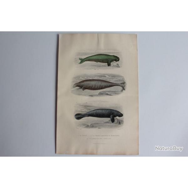 Gravure BUFFON Dugon Grand Lamantin Lamantin des Antilles XIXe sicle