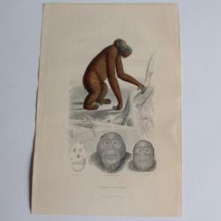 Gravure BUFFON L'Orang-Outang Singe XIXe siècle
