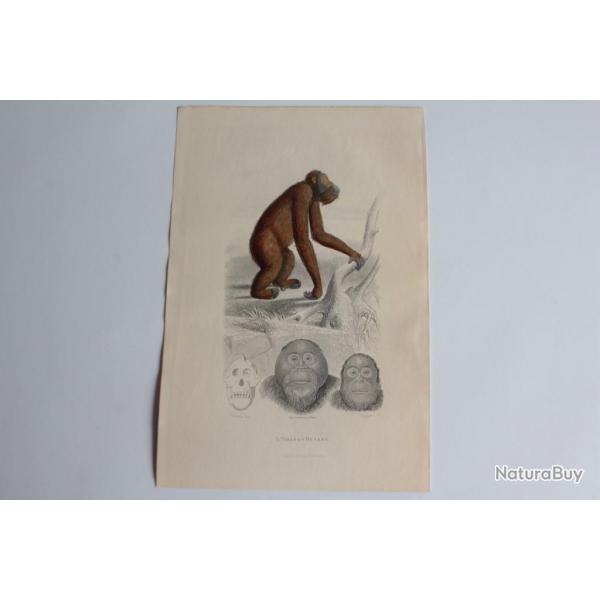 Gravure BUFFON L'Orang-Outang Singe XIXe sicle