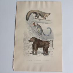 Gravure BUFFON Aye-Aye Ouistiti Papion Singes XIXe siècle
