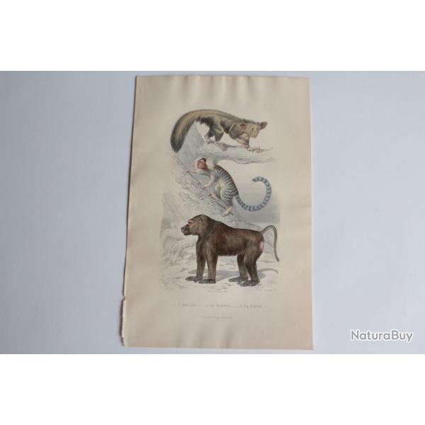 Gravure BUFFON Aye-Aye Ouistiti Papion Singes XIXe sicle