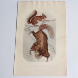Gravure BUFFON écureuil commun écureuil volant XIXe siècle