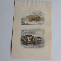Gravure BUFFON Encoubert Paca XIXe siècle