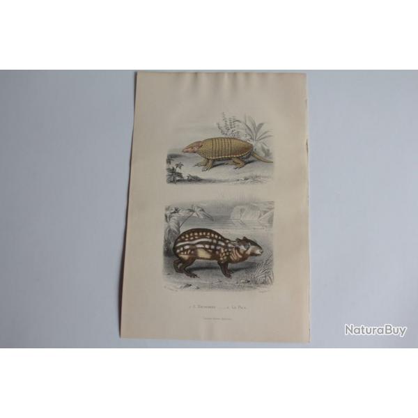 Gravure BUFFON Encoubert Paca XIXe sicle