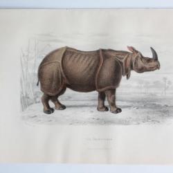 Gravure BUFFON Le Rhinocéros XIXe siècle
