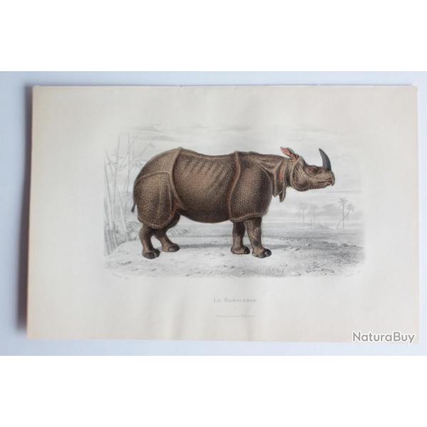 Gravure BUFFON Le Rhinocros XIXe sicle