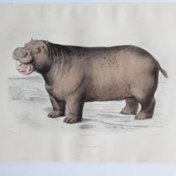 Gravure BUFFON L'Hippopotame XIXe siècle