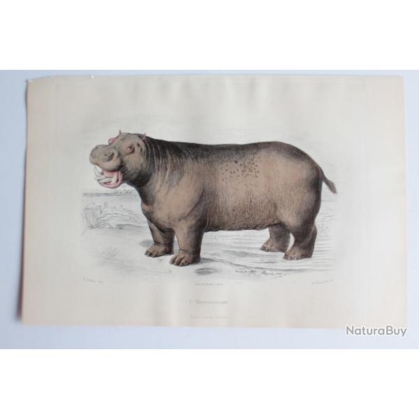 Gravure BUFFON L'Hippopotame XIXe sicle