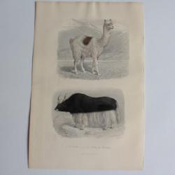 Gravure BUFFON Lama Vache de Tartarie XIXe siècle