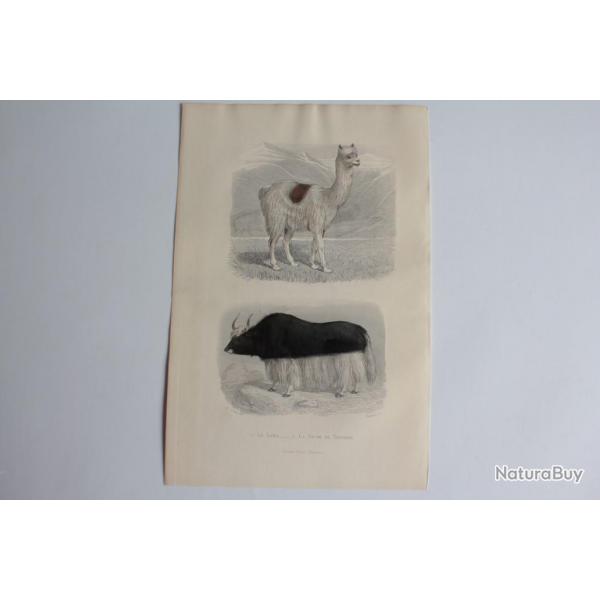 Gravure BUFFON Lama Vache de Tartarie XIXe sicle