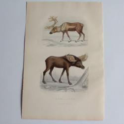 Gravure BUFFON Le Renne L'Élan XIXe siècle
