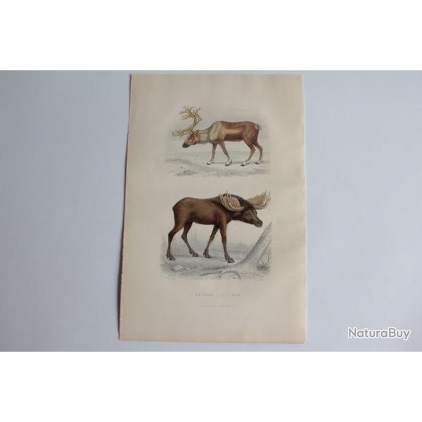 Gravure BUFFON Le Renne L'lan XIXe sicle