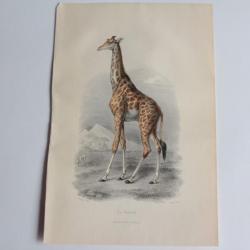 Gravure BUFFON La Girafe XIXe siècle